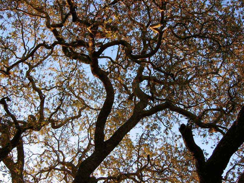 One of many  Old Oak Tree in Thousand Oaks, CA